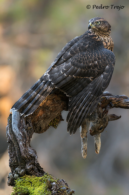 Azor (Accipiter gentilis)